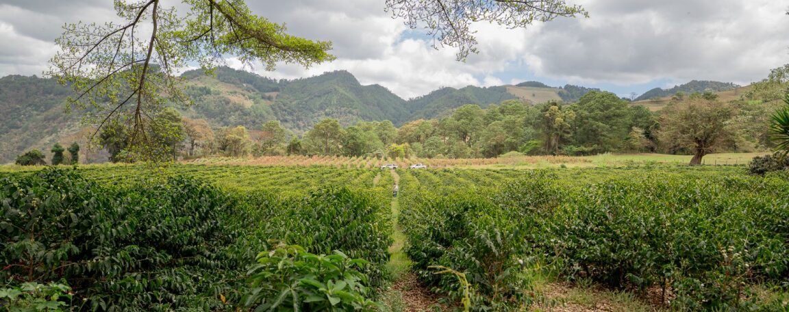 Finca El Socorro